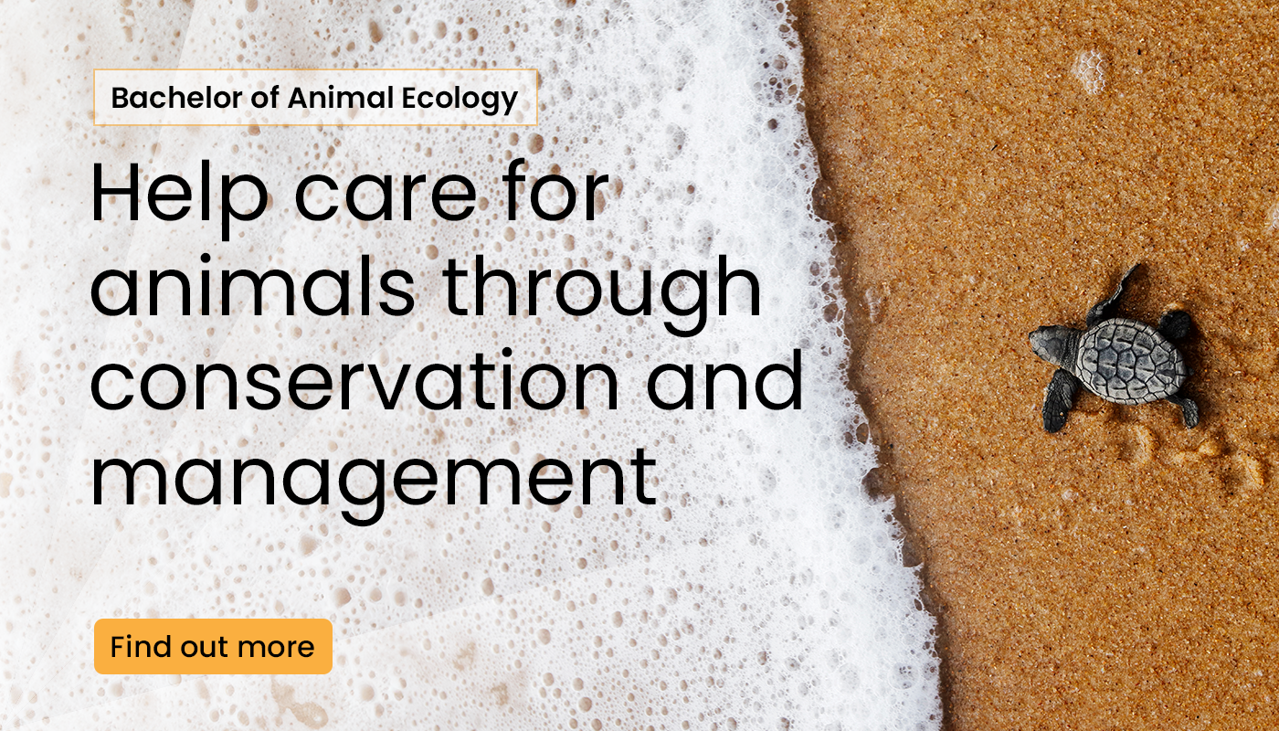 Bachelor of Animal Ecology. Help care for animals through conservation and management. Find out more.