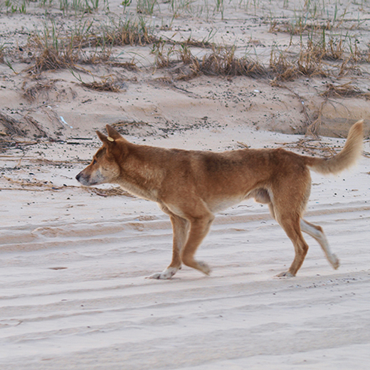 A Fraser Island dingo