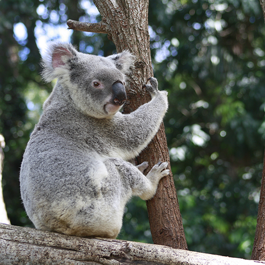 Koala. 