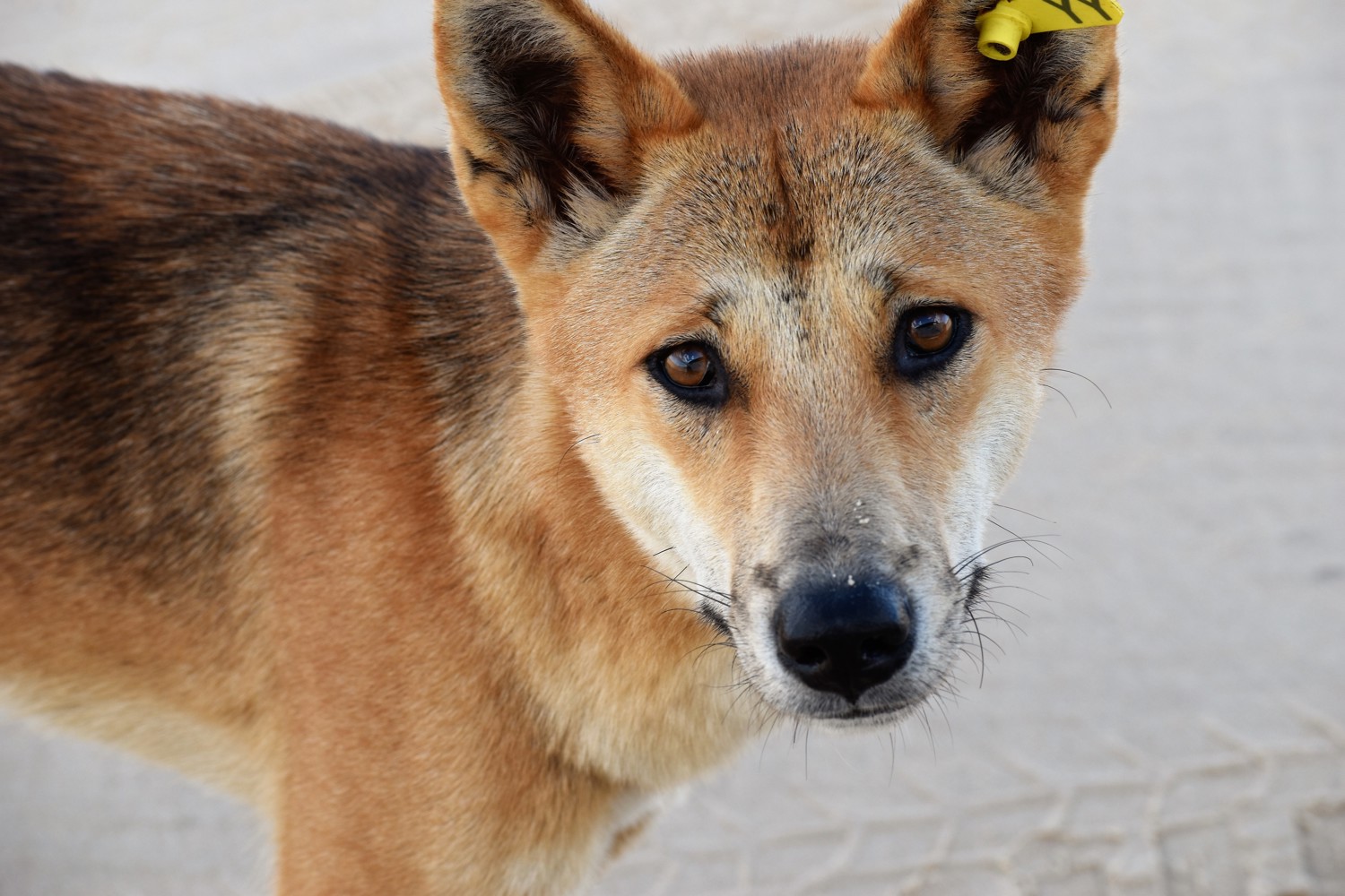 Fraser Island dingo close-up 