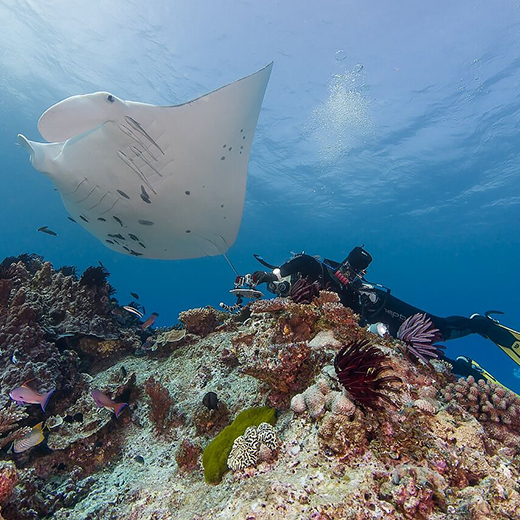 Dr Kathy Townsend researching manta ray populations at Lady Elliot Island.