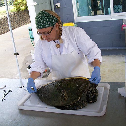 USC marine biologist Dr Kathy Townsend performs a necropsy on a dead sea turtle 