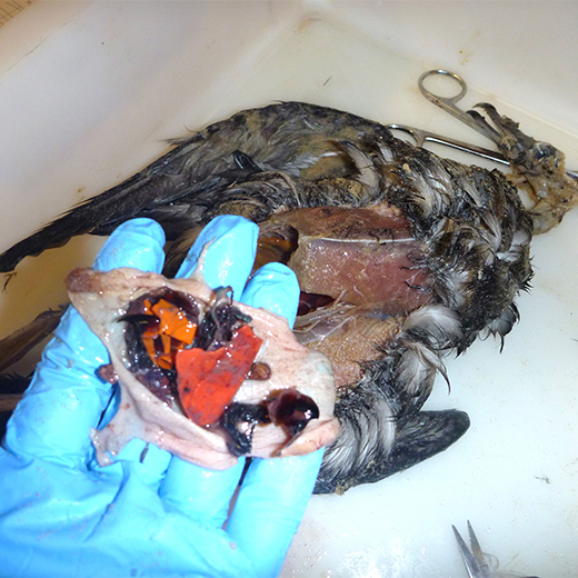 Plastic recovered from the stomach of a dead petrel 
