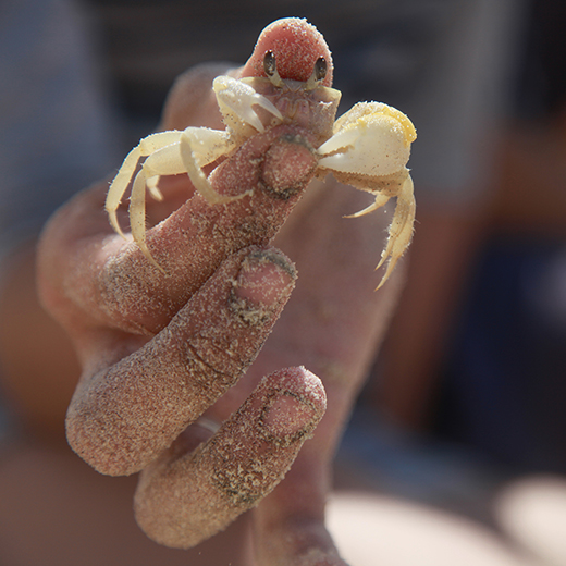 Ghost crab burrow research by Dr Javier Leon