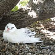 A 23-year-old Red-tailed Tropicbird, believed to the oldest-known breeding individual in the world,  nests on Lady Elliot Island