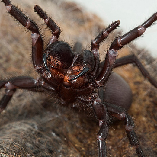 Funnel web spider: credit David Wilson at James Cook University
