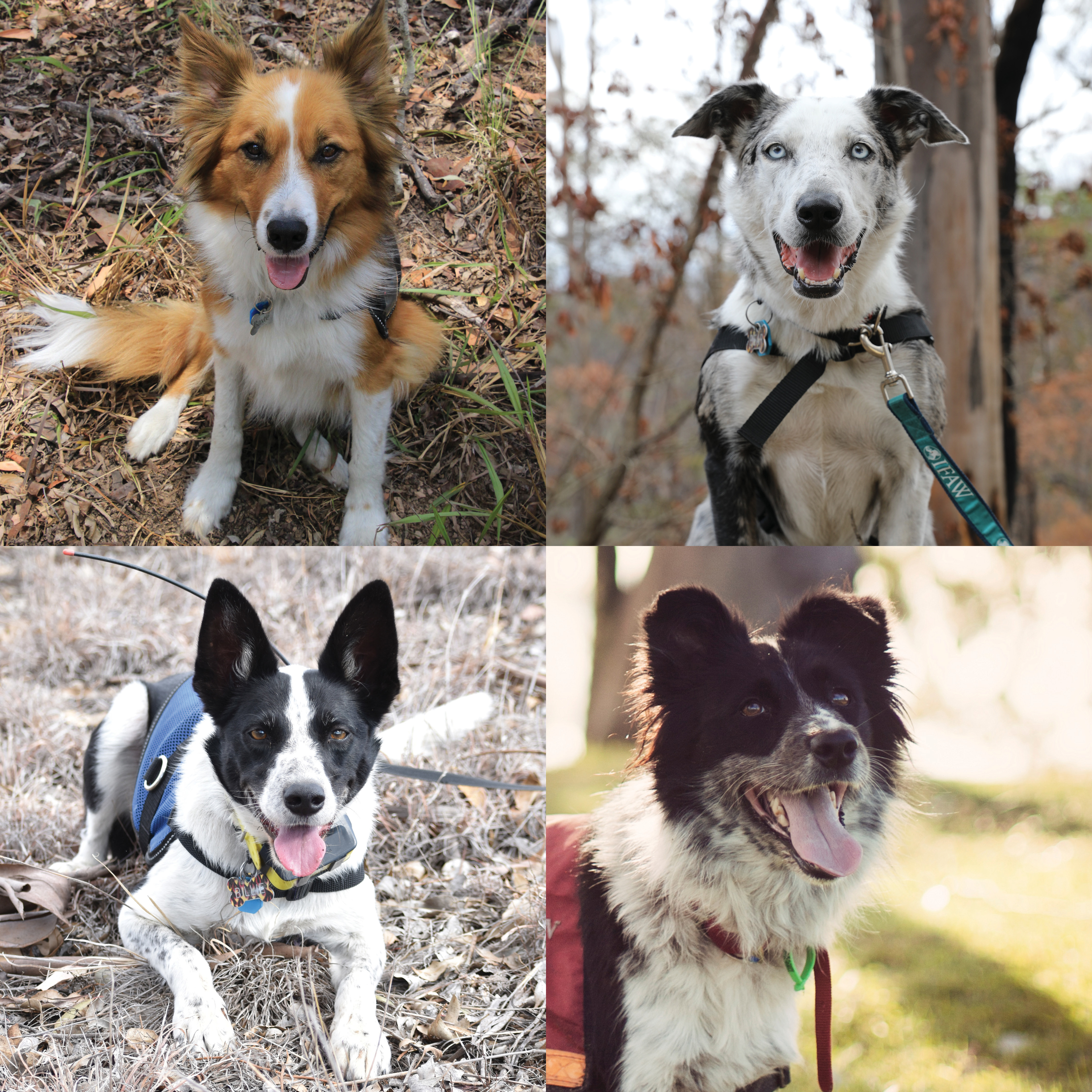 USC Detection Dogs - Baxter, Bear, Billie-Jean and Maya