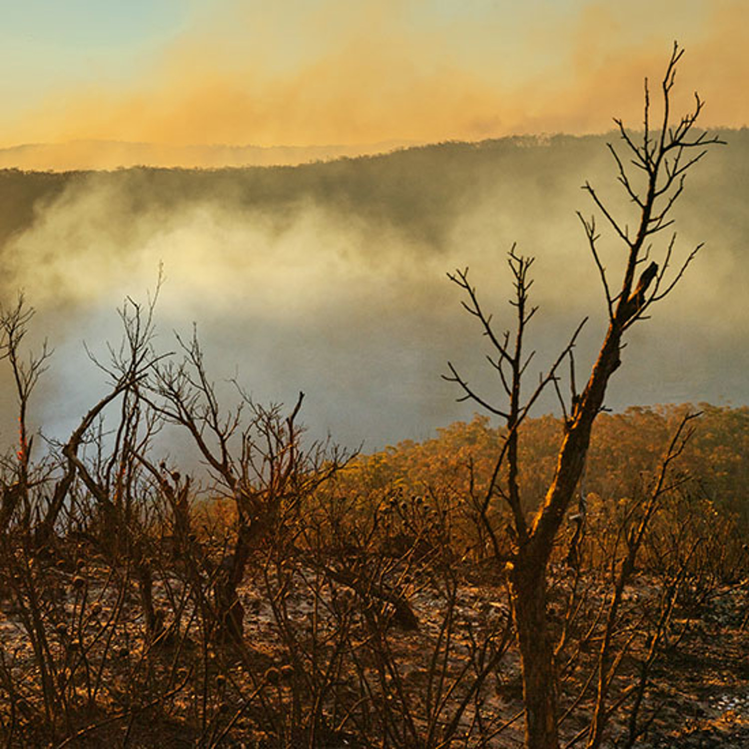 Smouldering forest after bushfire