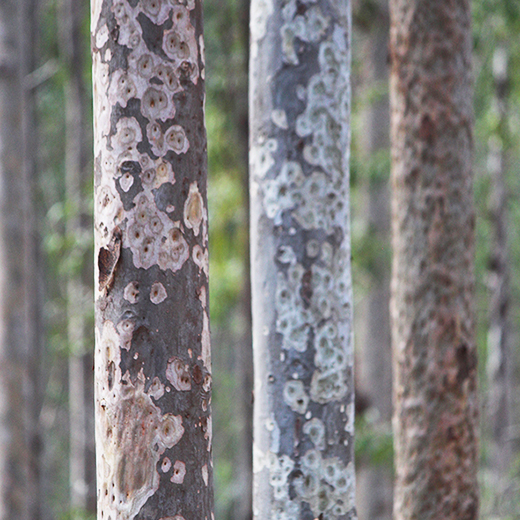 Spotted gum plantation - image by David Lee