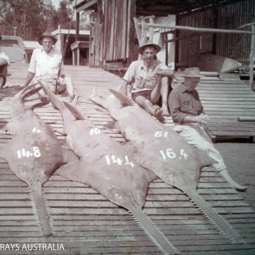 Sawfish captured at Baffle Creek, Wide Bay in 1961. Image suppled to Sharks and Rays Australia.