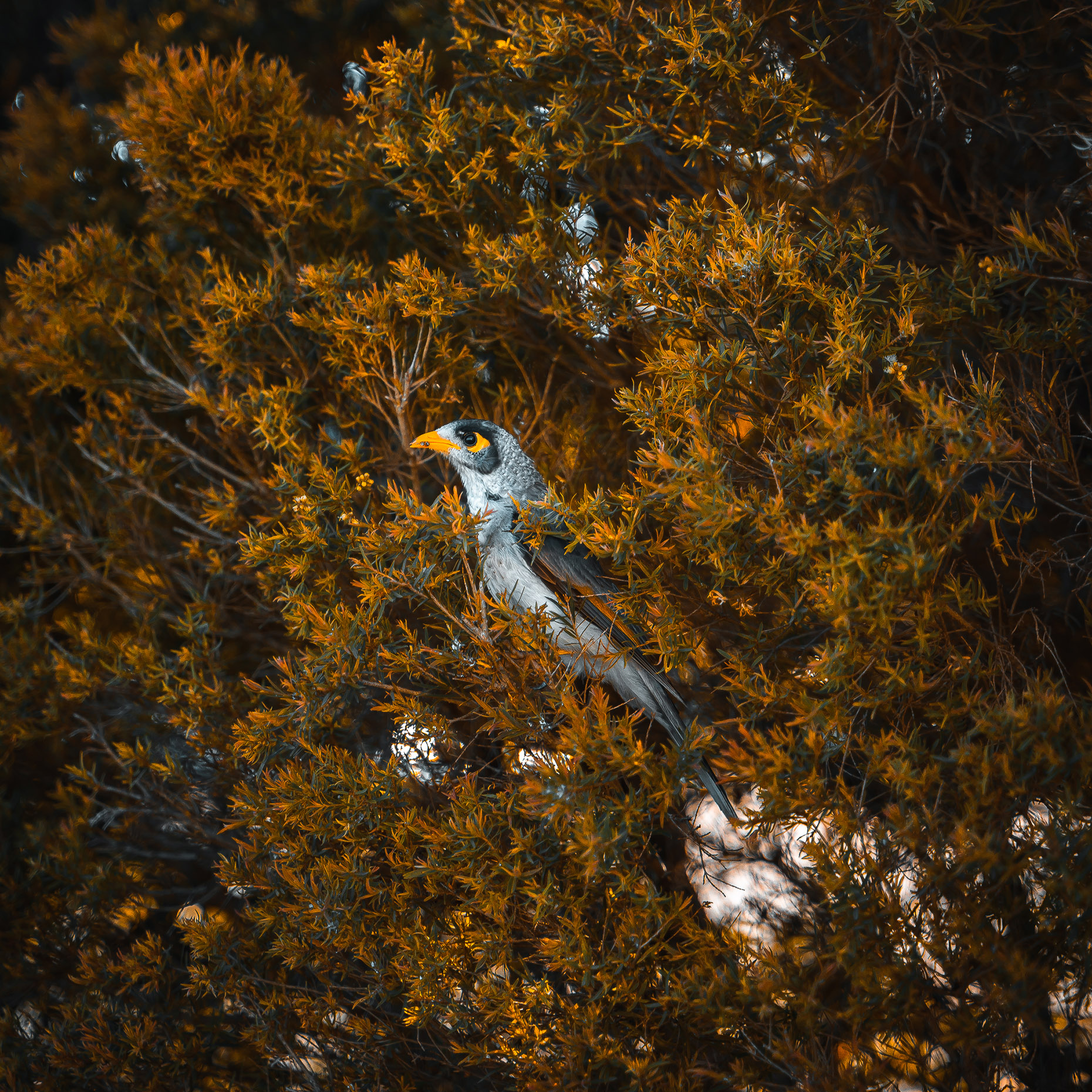 Madhav Anilkumar's noisy miner