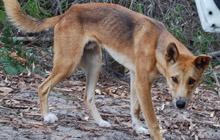 A dingo on Fraser Island.