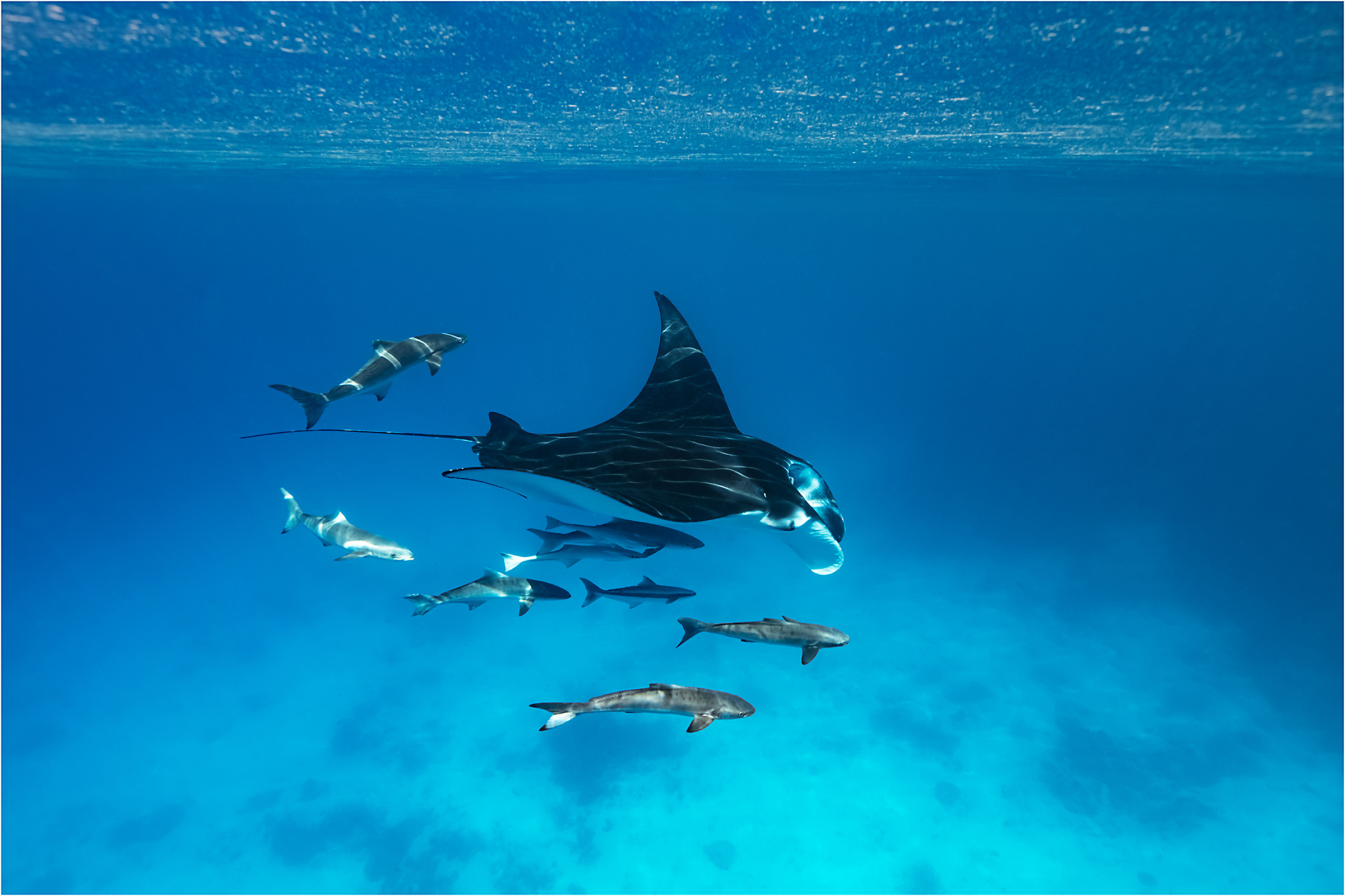 Manta ray swimming with fish