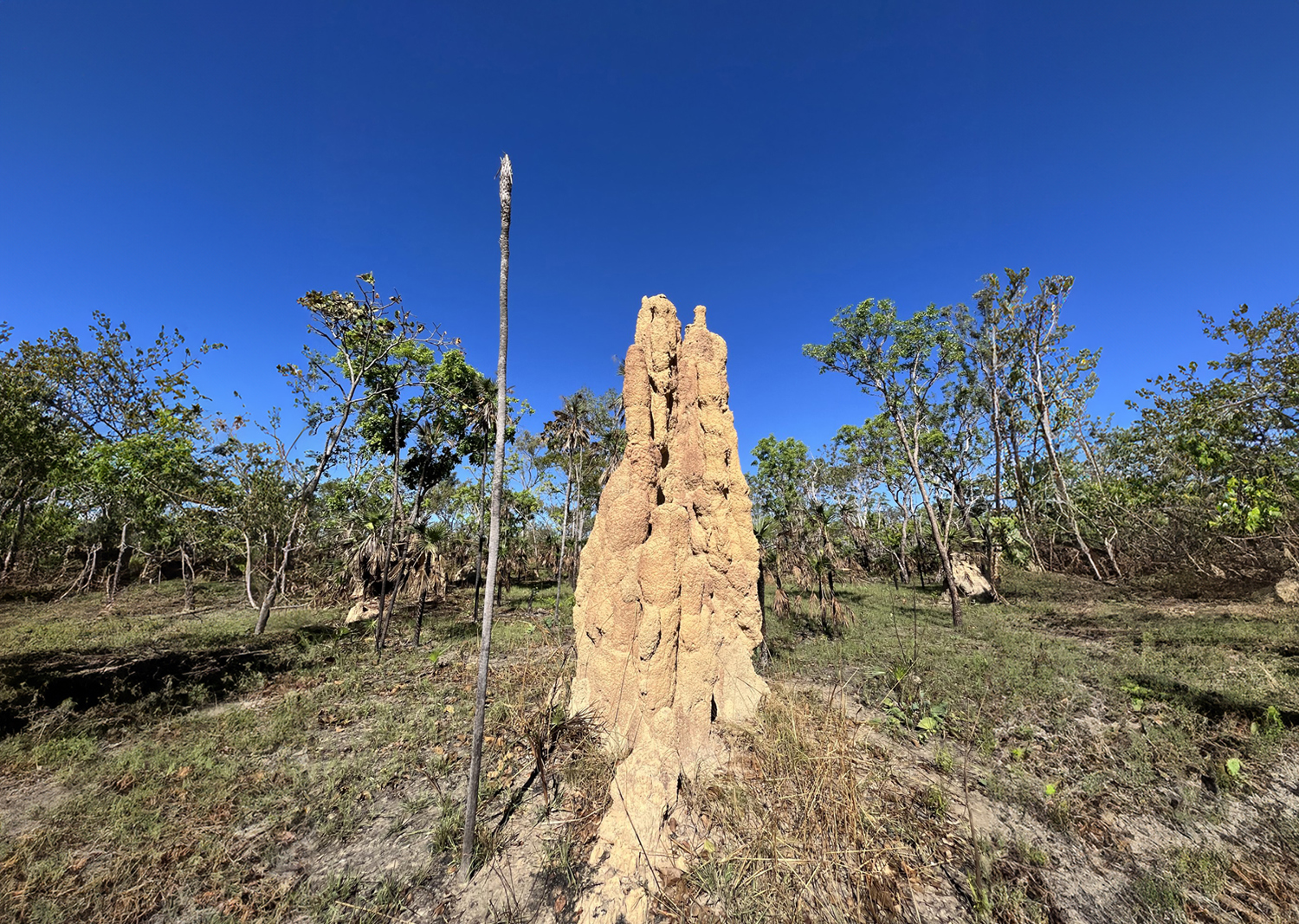 Termite Mound