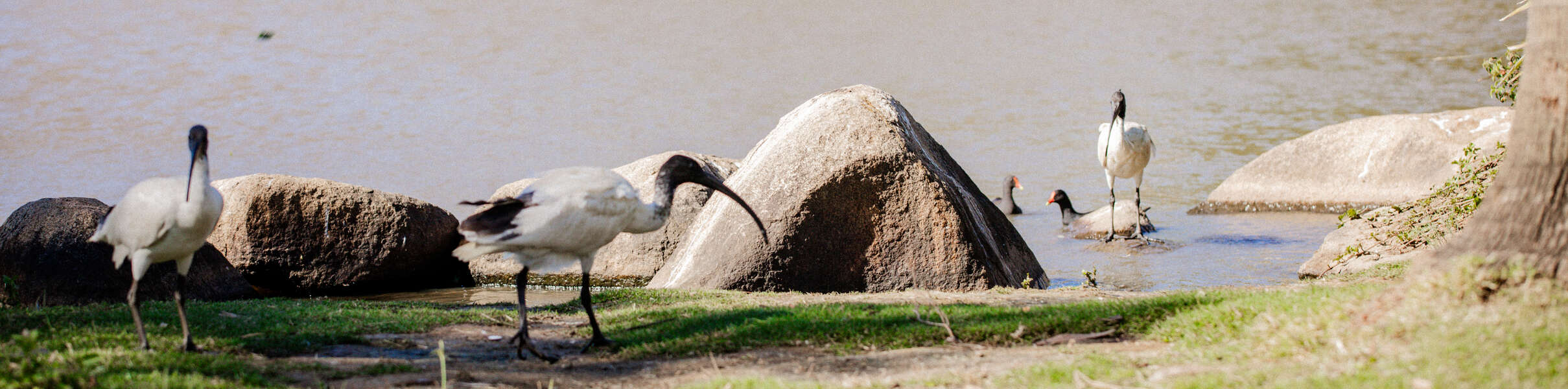 three ibis along foreshore