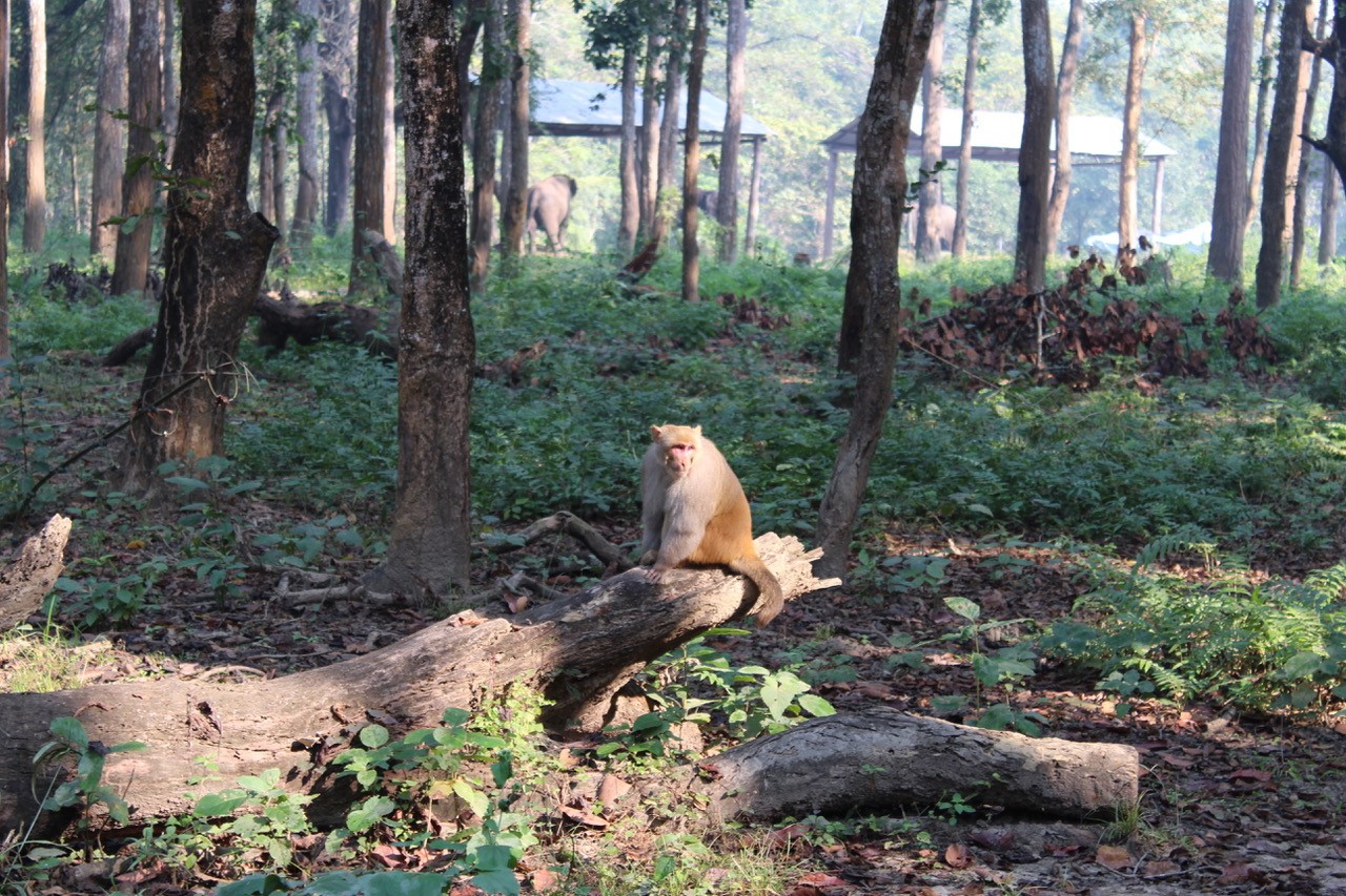Monkey in forest of Nepal
