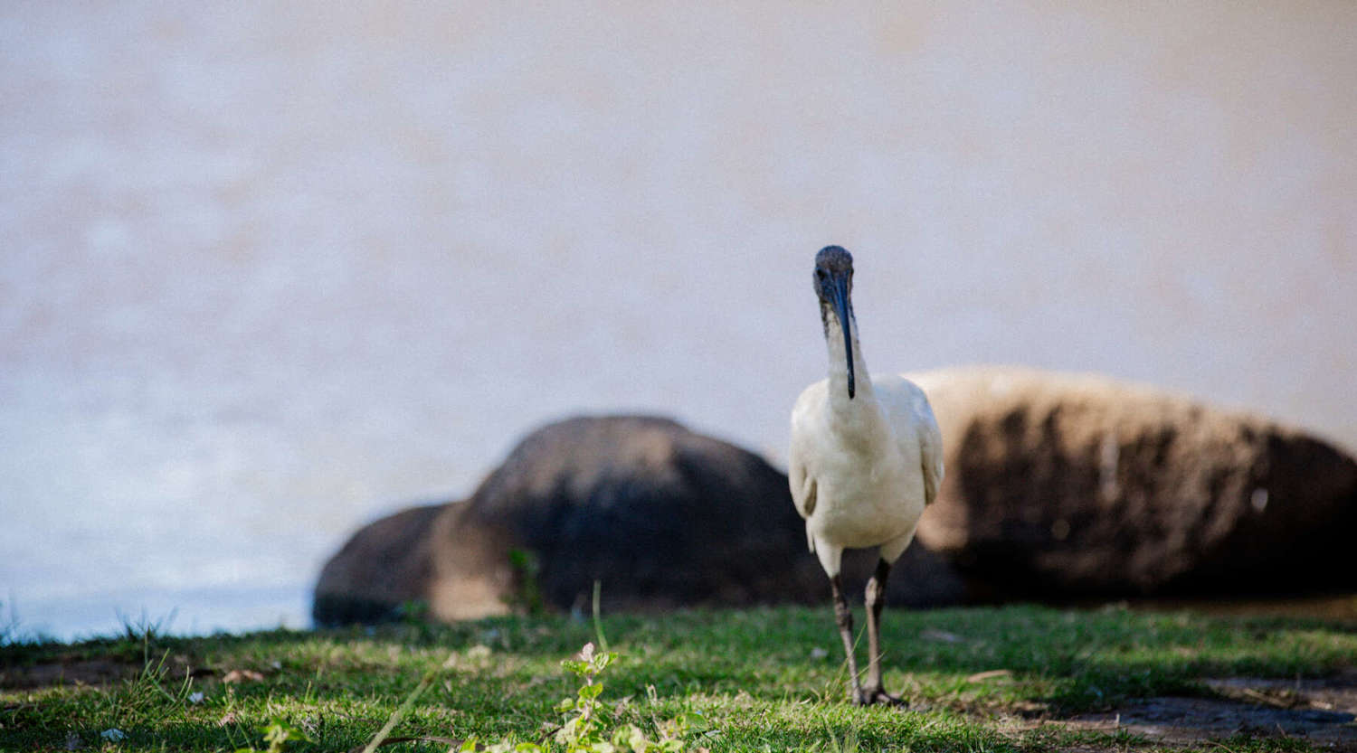 ibis walking along forshore