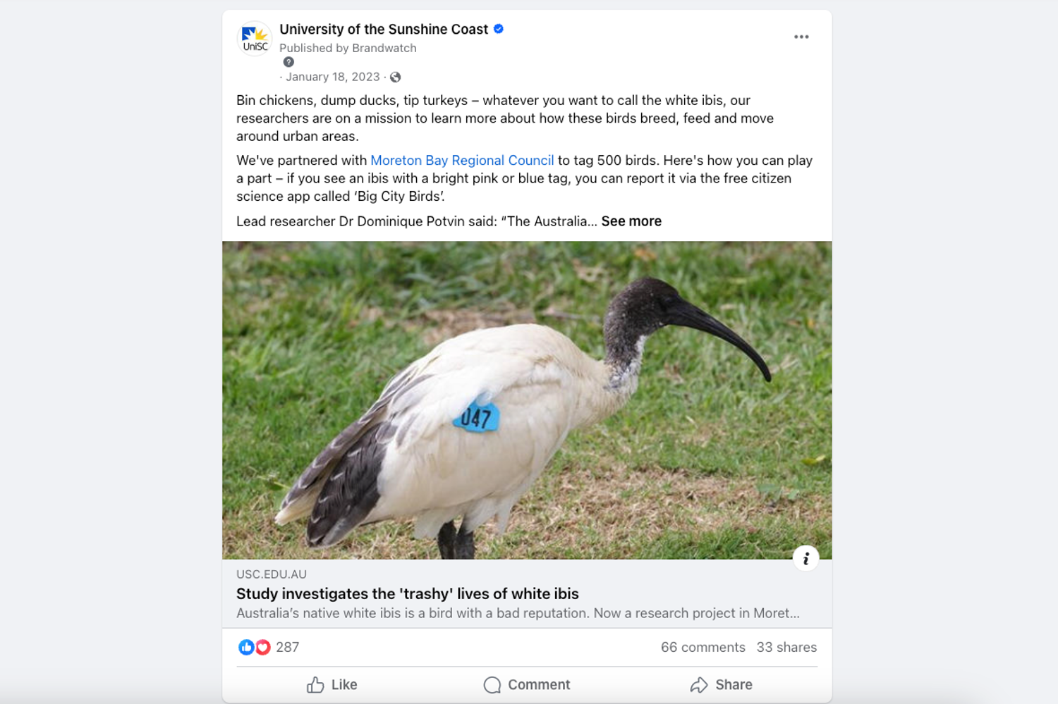 Screenshot of the Facebook post talking about UniSC's ibis research