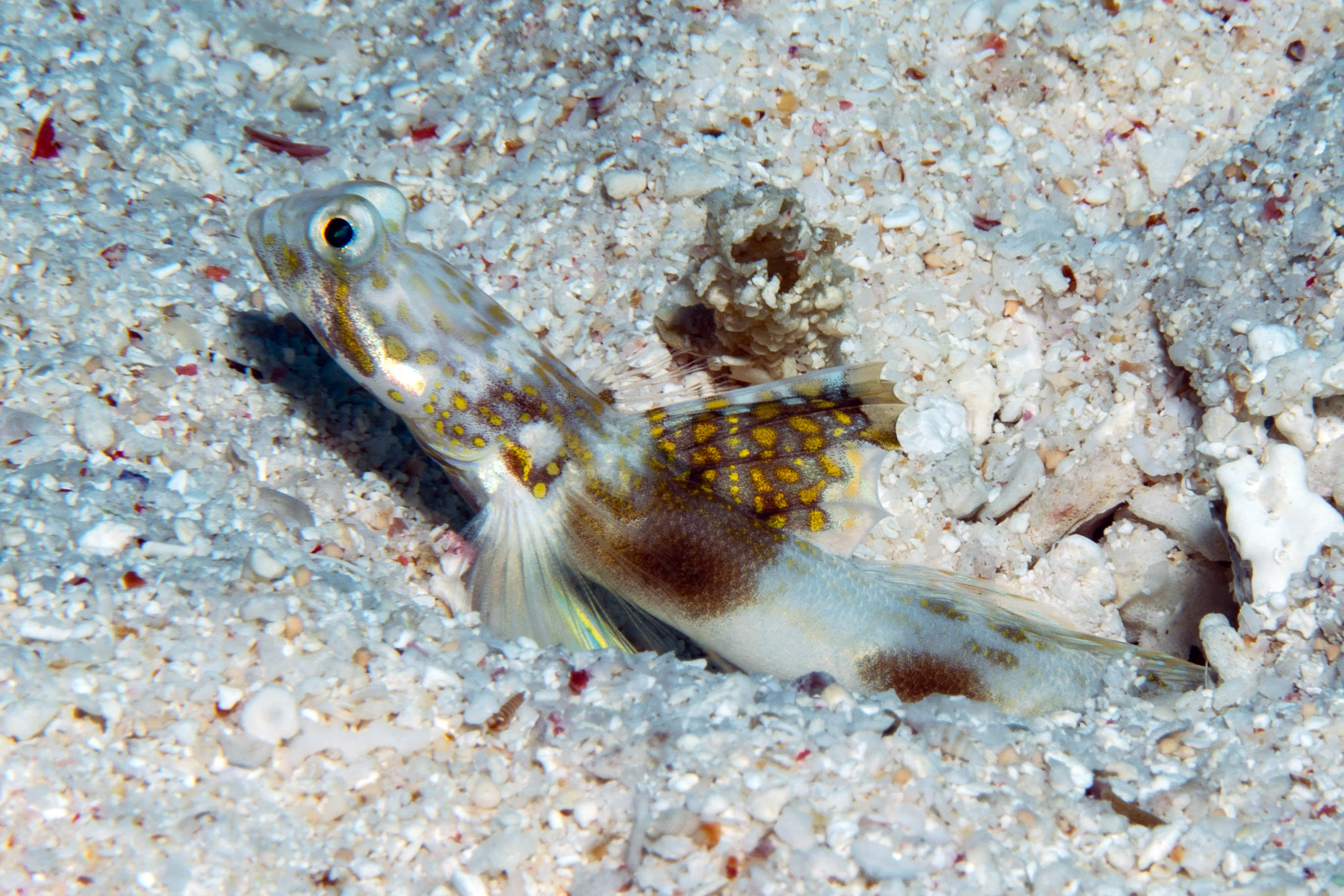 Lady Elliot Shrimp Goby (Tomiyamichthys elliotensis)