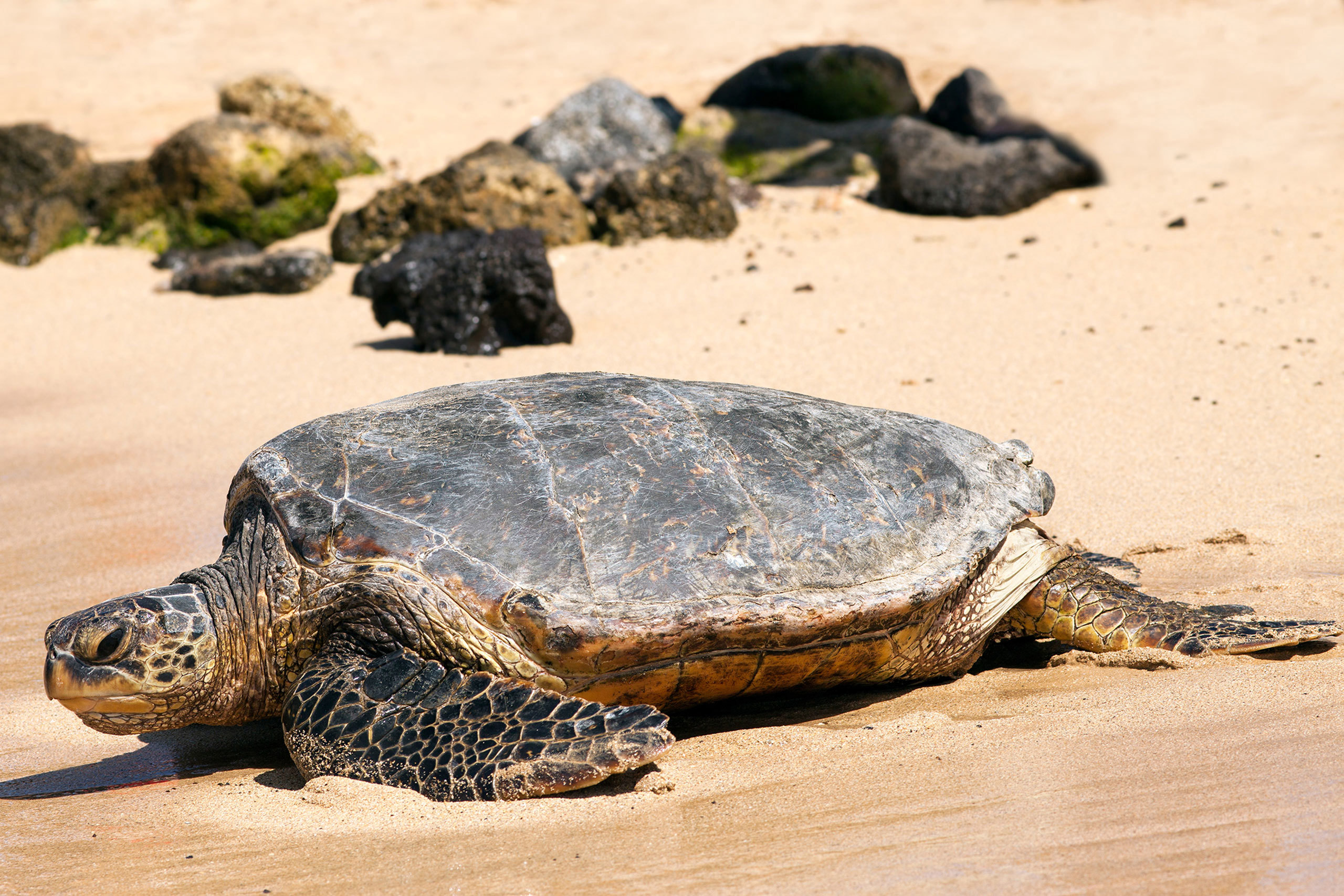 Turtle on a beach