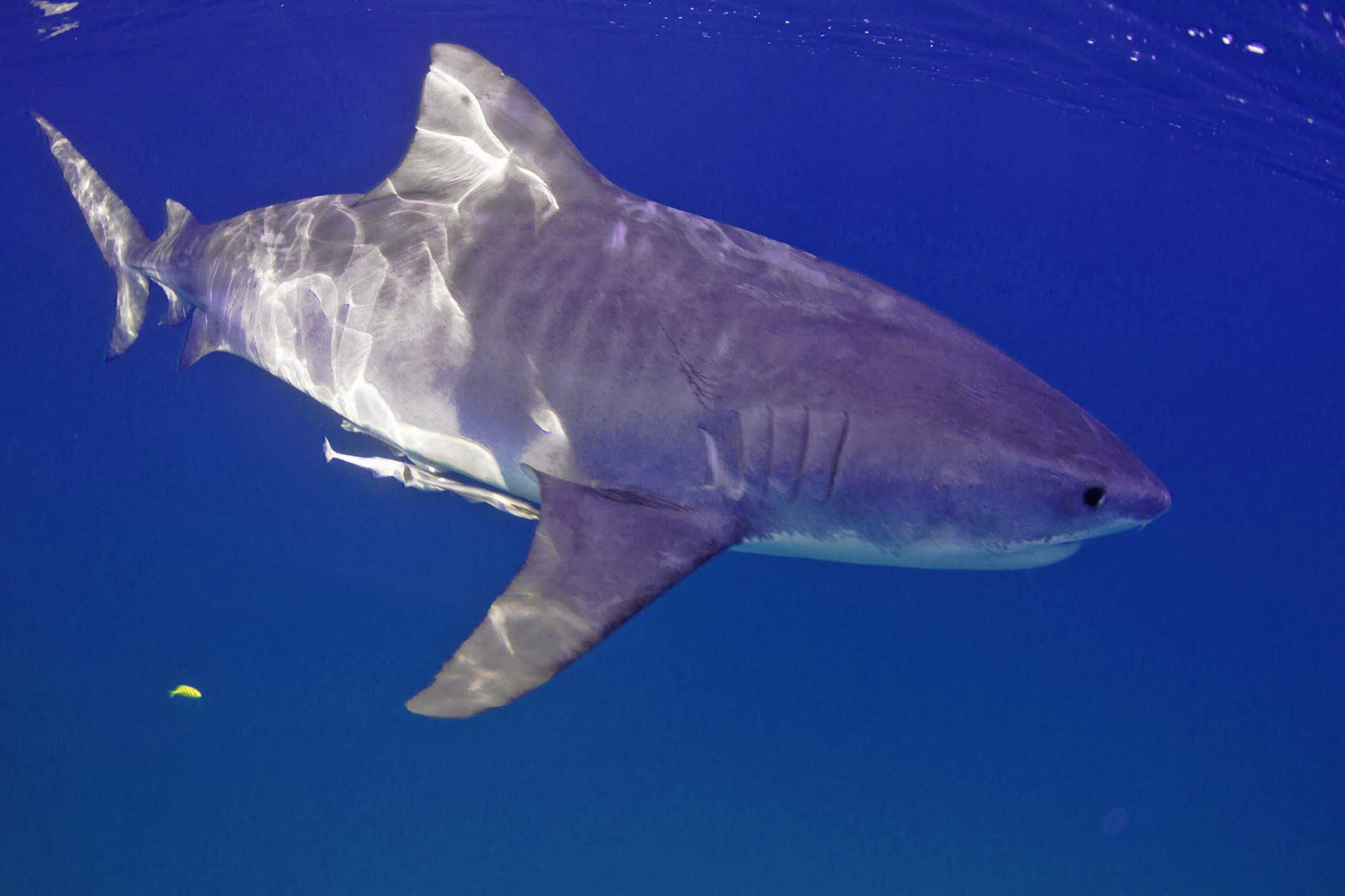 Tiger shark (Getty Images)