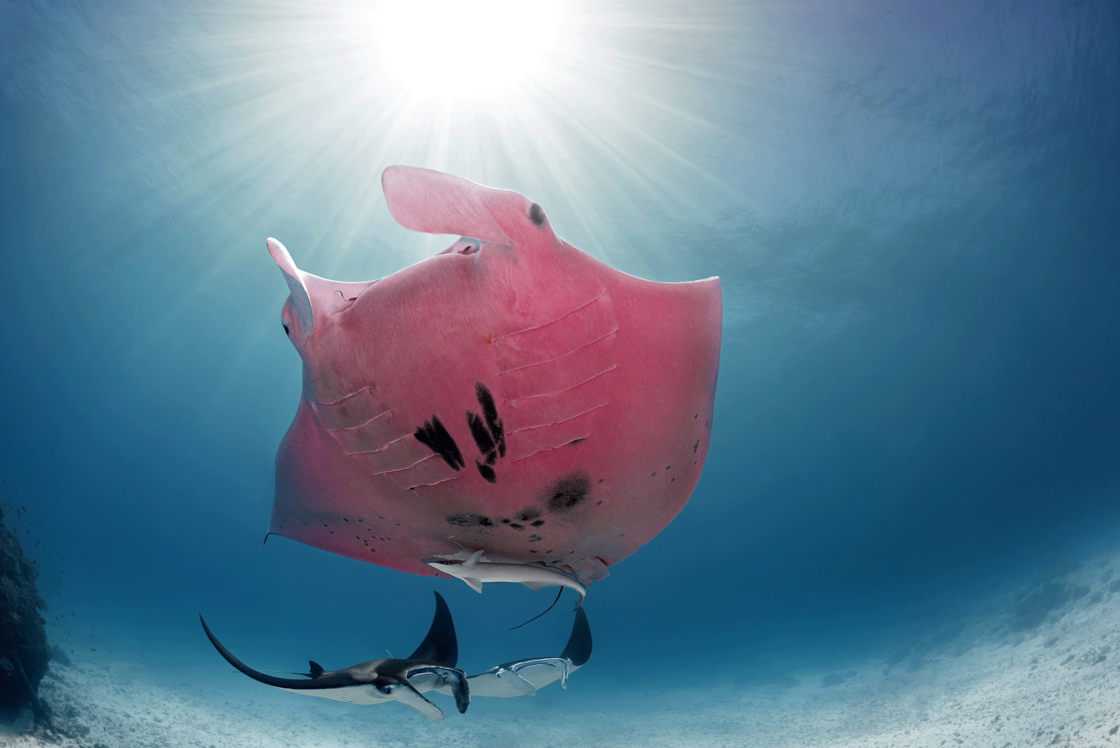 Pink coloured manta ray swimming