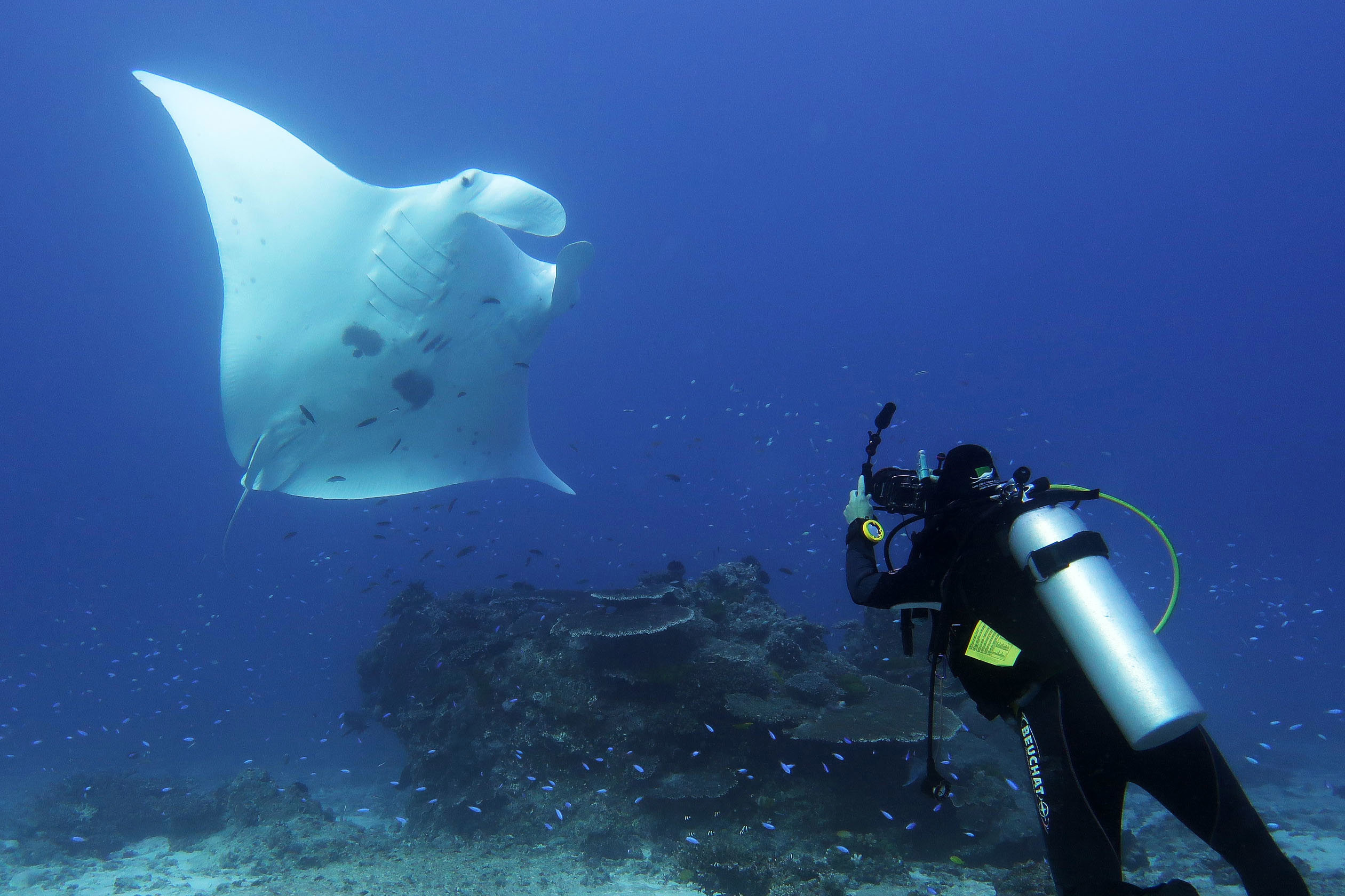 Diver photographing a manta ray underwater