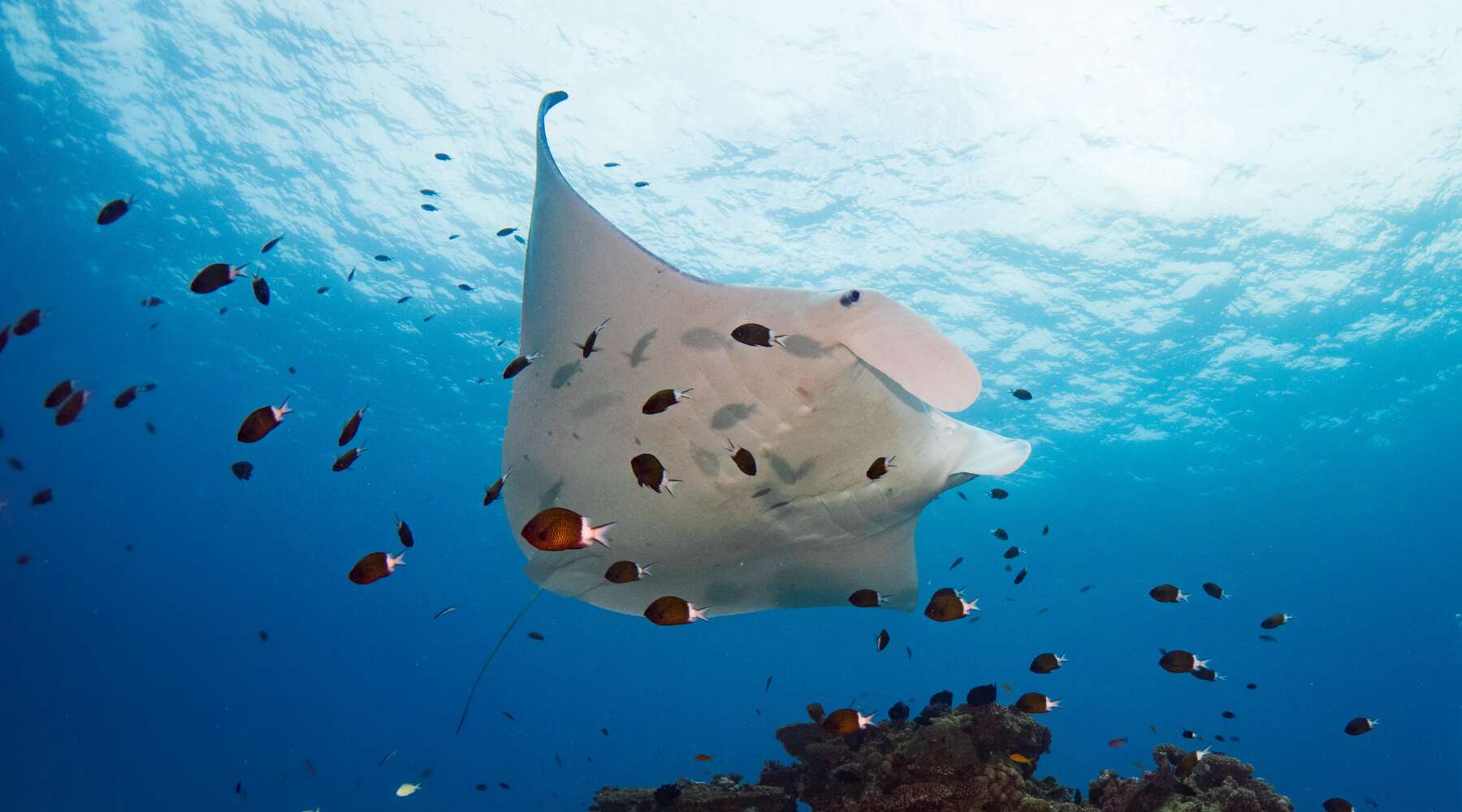 photo of a manta ray by rowan dear