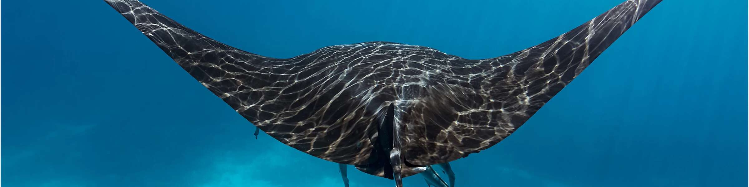 photo of a manta ray by tracey olive