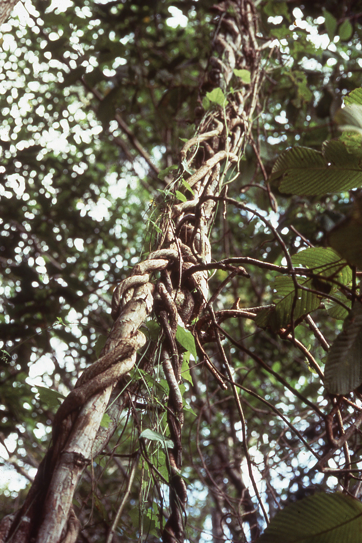 Tetracera lianas on Barro Colorado Island-contributed