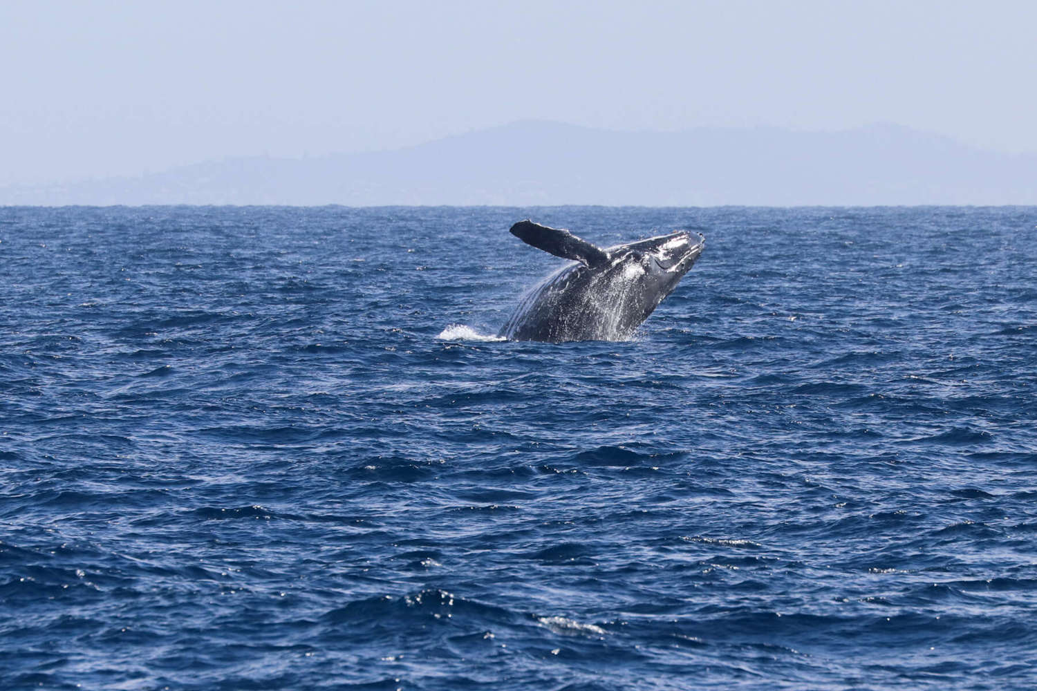 whale breaching