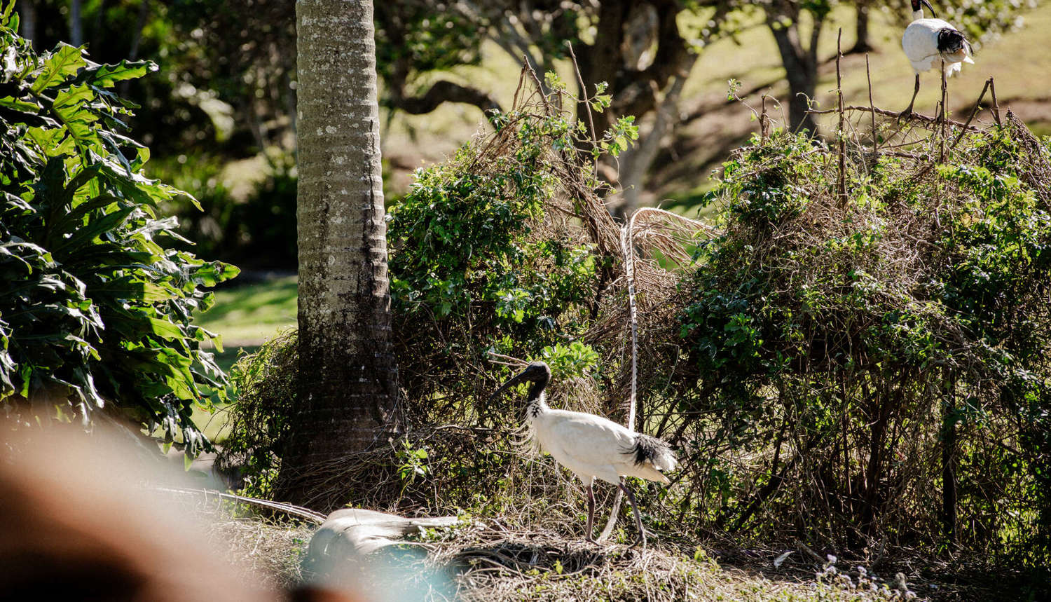 ibis standing on mound