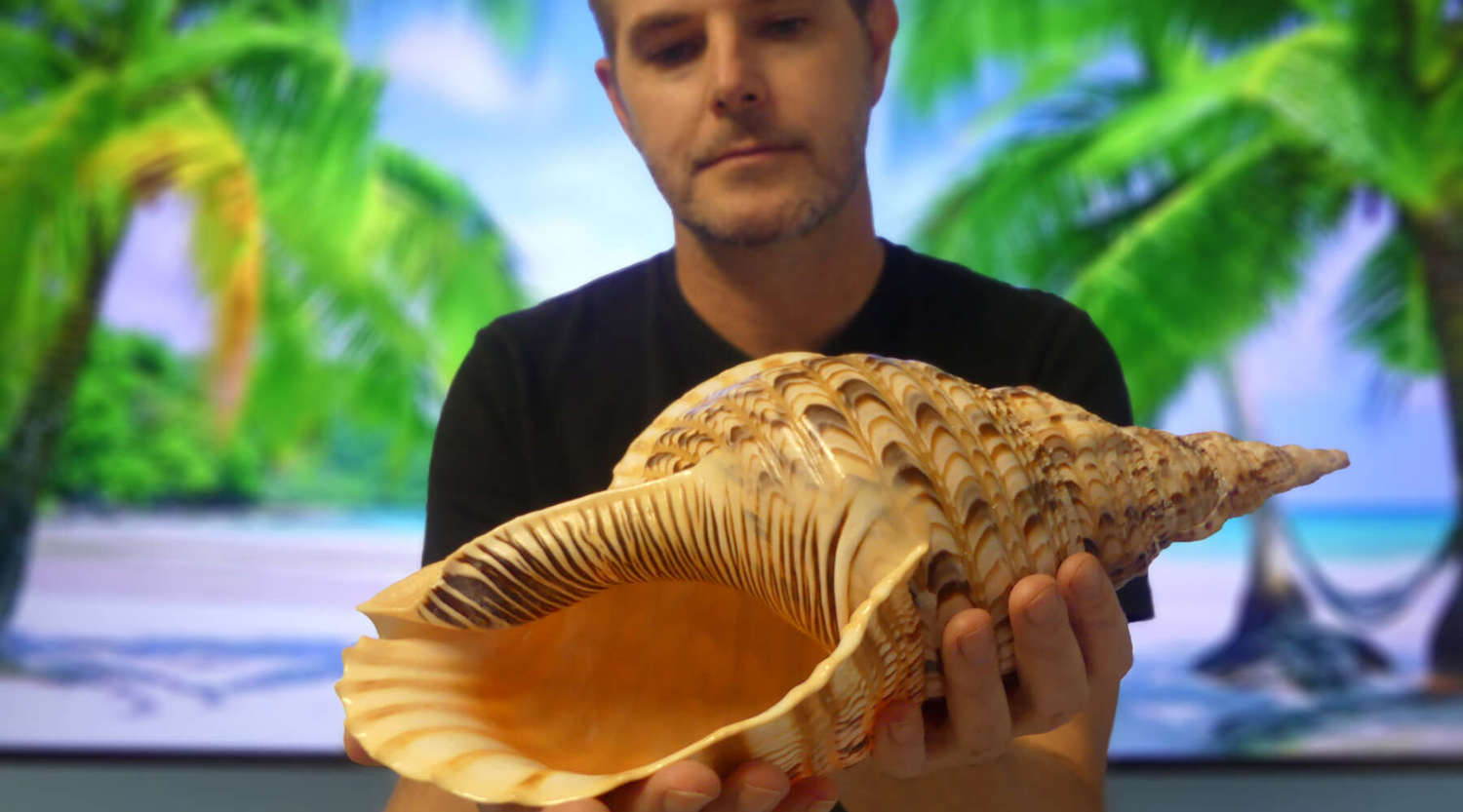 Professor Scott Cummins With Giant Tritan Snail Shell 