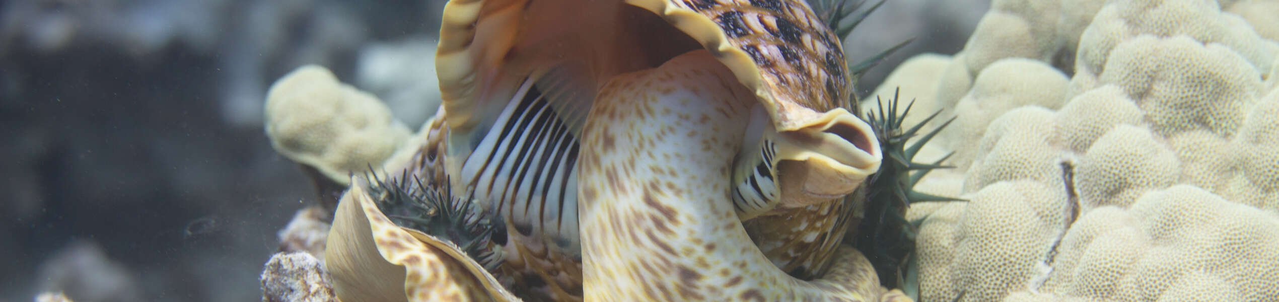 Triton’s Trumpet Eating Crown-of-Thorns Starfish